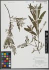 Foto von Salix triandra L. x Salix viminalis L.
